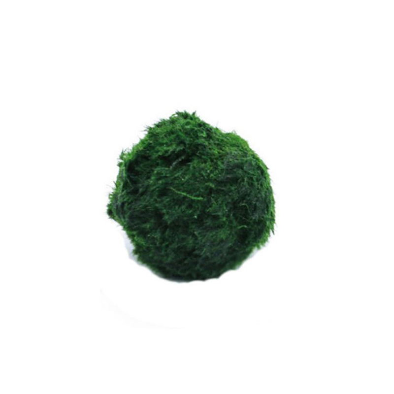 Terrarium Moss Art - マリモモスボール 生きた水槽植物 藻類 魚 エビ 水槽飾り