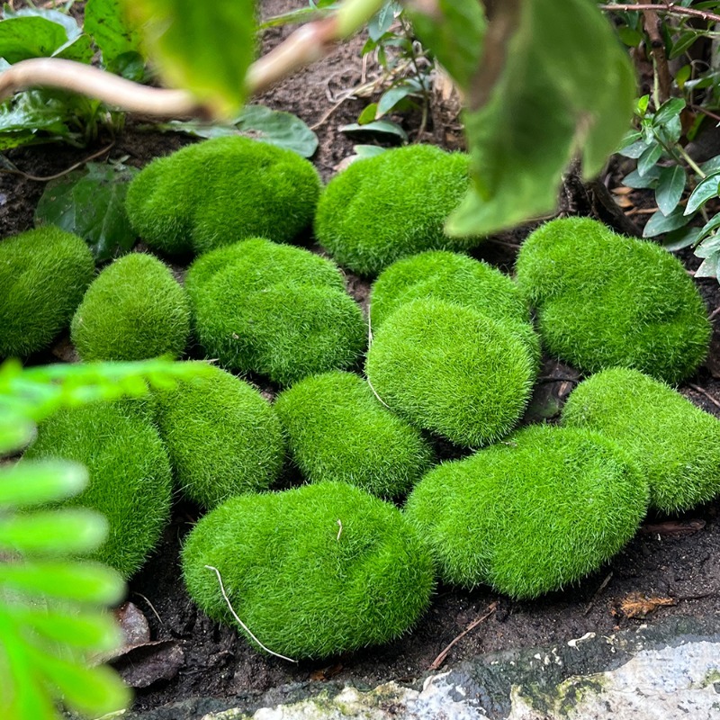 5/30 個シミュレーションモスストーン人工モスロックボール - Terrarium Moss Art のレビューと価格