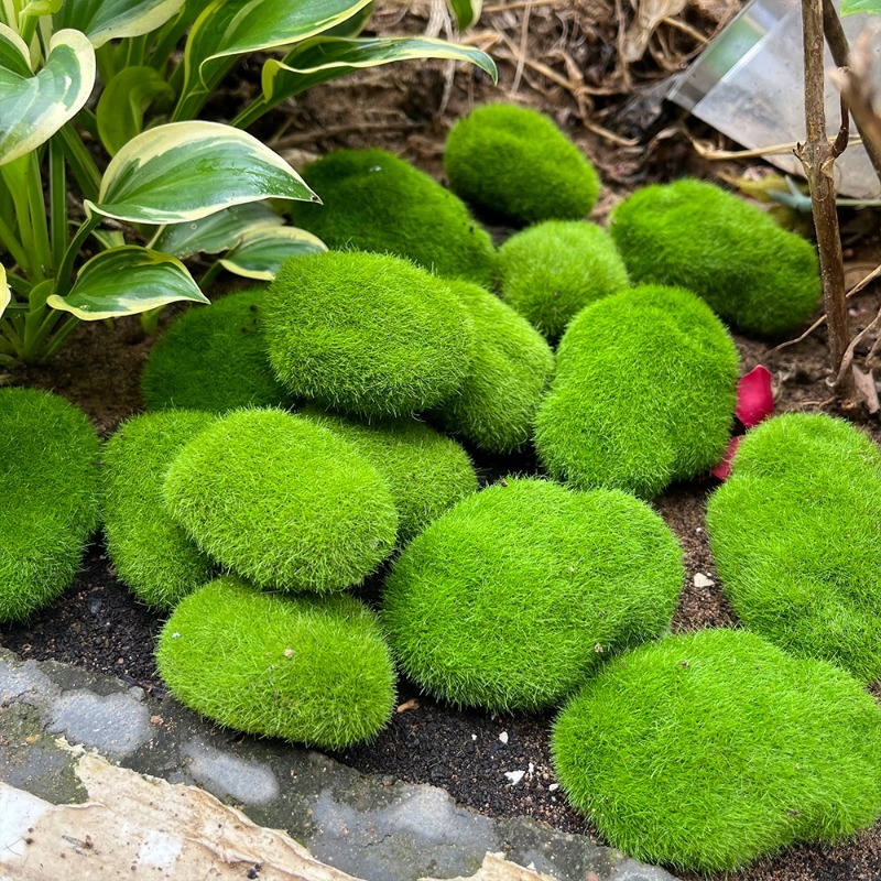 5/30 個シミュレーションモスストーン人工モスロックボール - Terrarium Moss Art のレビューと価格
