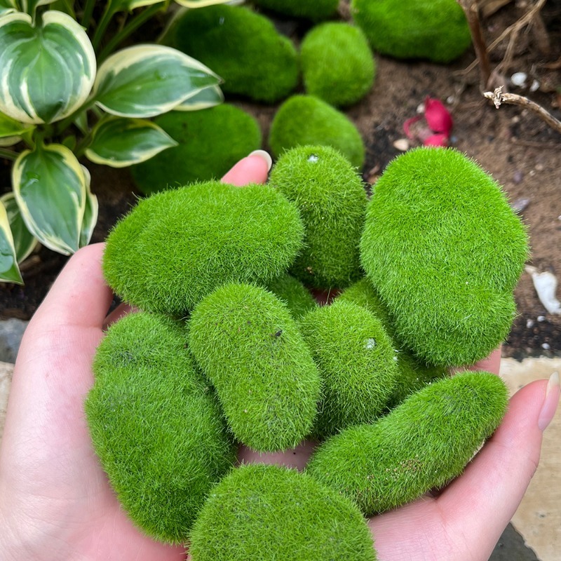 5/30 個シミュレーションモスストーン人工モスロックボール - Terrarium Moss Art のレビューと価格