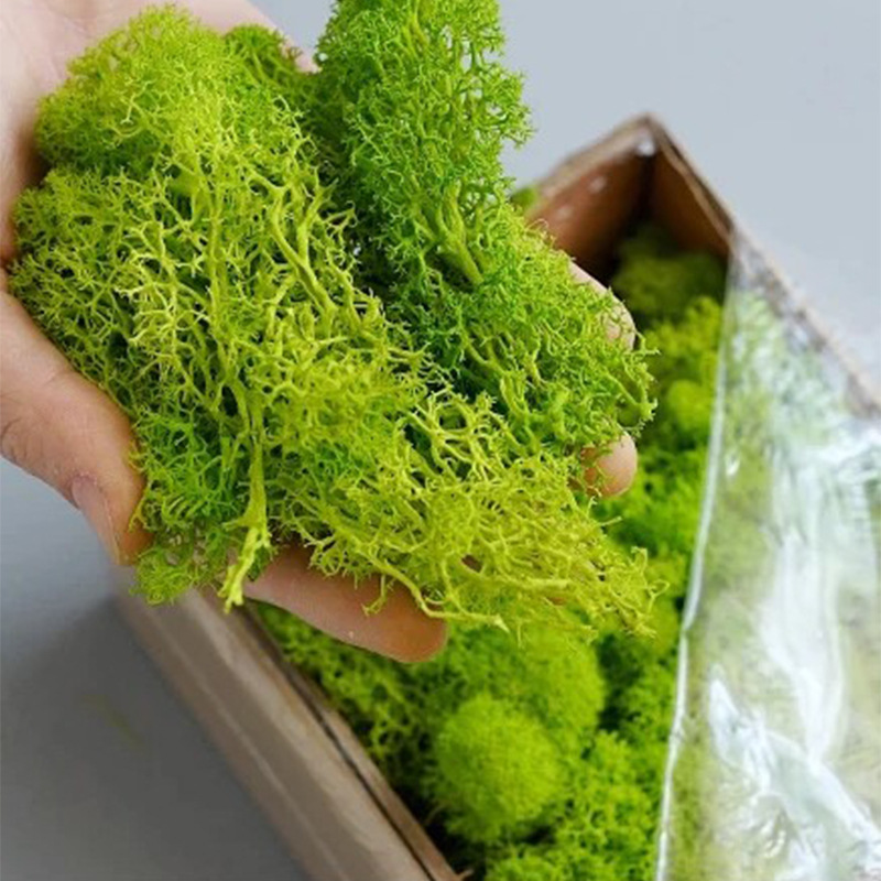 100/200/500 グラム永遠の命苔 DIY 工芸草人工 - Terrarium Moss Art のレビューと価格