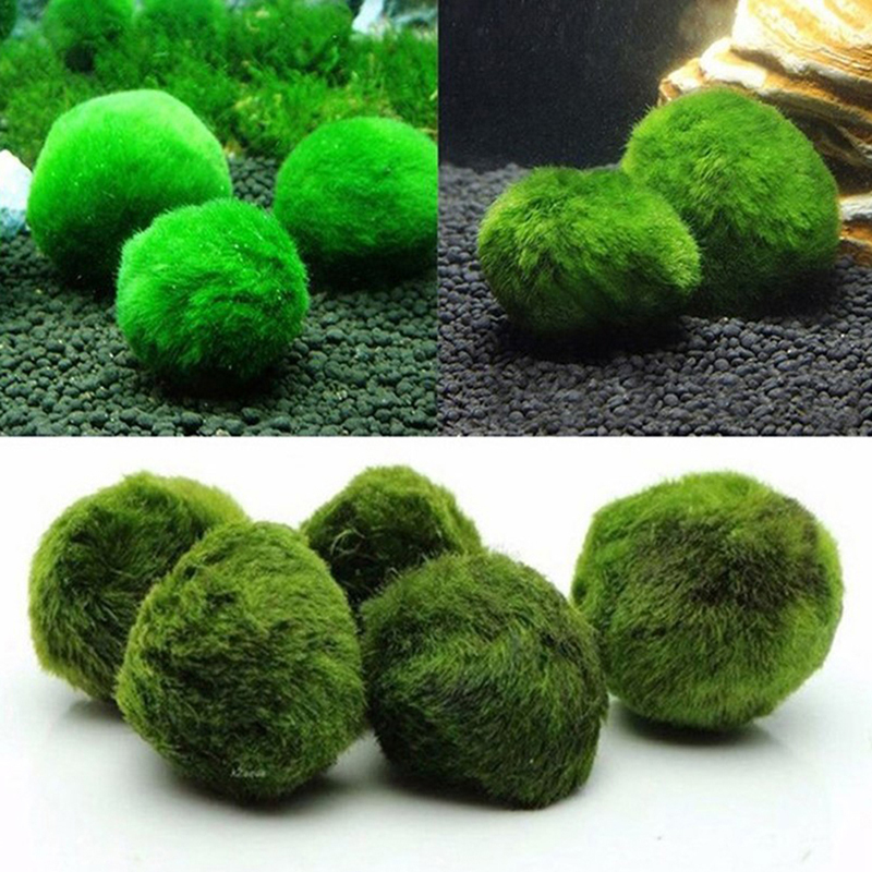 マリモモスボール 生きた水槽植物 藻類 魚 エビ 水槽飾り  - Terrarium Moss Art のレビューと価格
