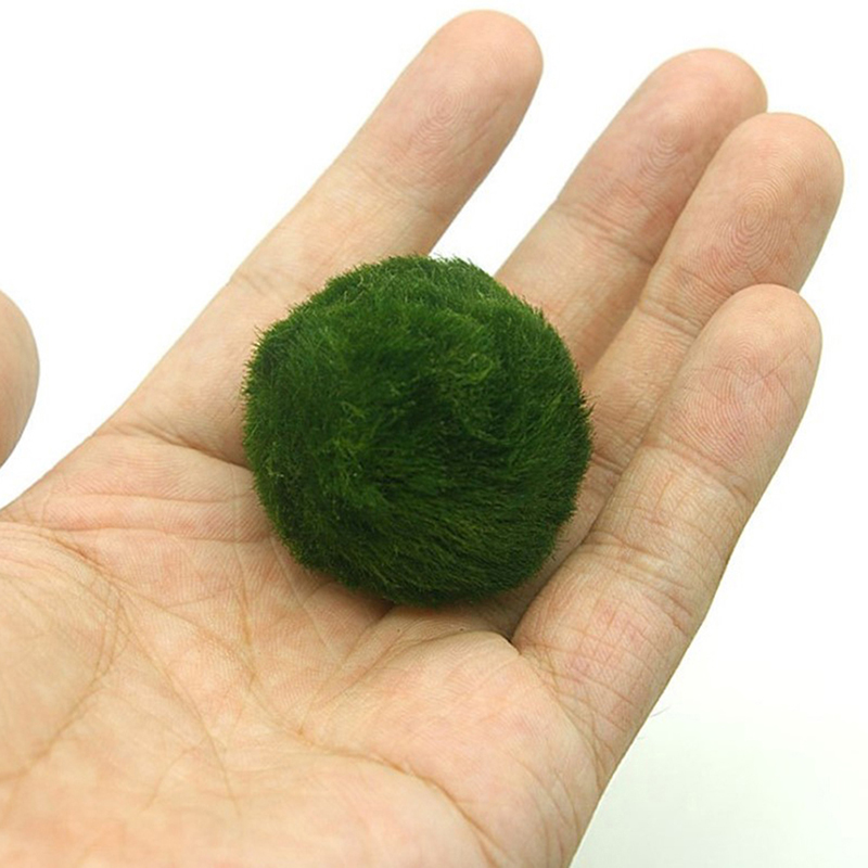 マリモモスボール 生きた水槽植物 藻類 魚 エビ 水槽飾り  - Terrarium Moss Art のレビューと価格