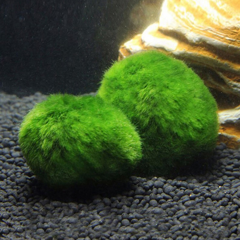 マリモモスボール 生きた水槽植物 藻類 魚 エビ 水槽飾り  - Terrarium Moss Art のレビューと価格